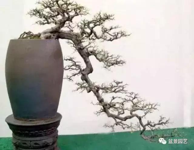 盆景基础入门教学视频,临崖式盆景怎么造型