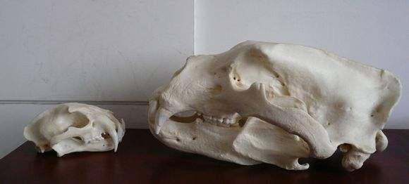 中国的家猫的起源地在哪,猫起源于哪个地方