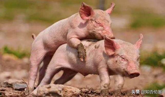 农村种植什么最赚钱投资小见效快,农村有什么投资小挣钱的好项目