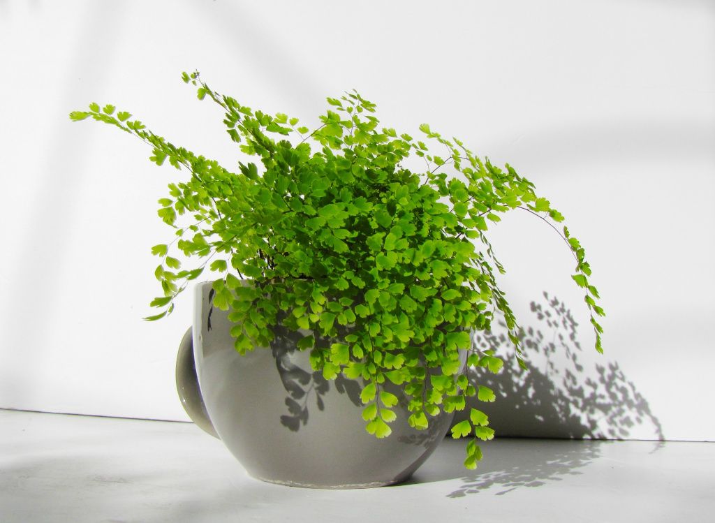 植物叶片脏了，这样清洗，让叶片翠绿有光泽