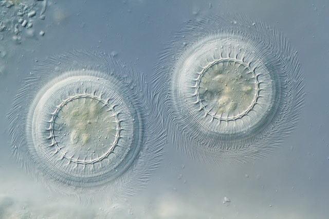 黑斑青蛙养殖技术视频教程,青蛙黑斑蛙高密度养殖技术培训