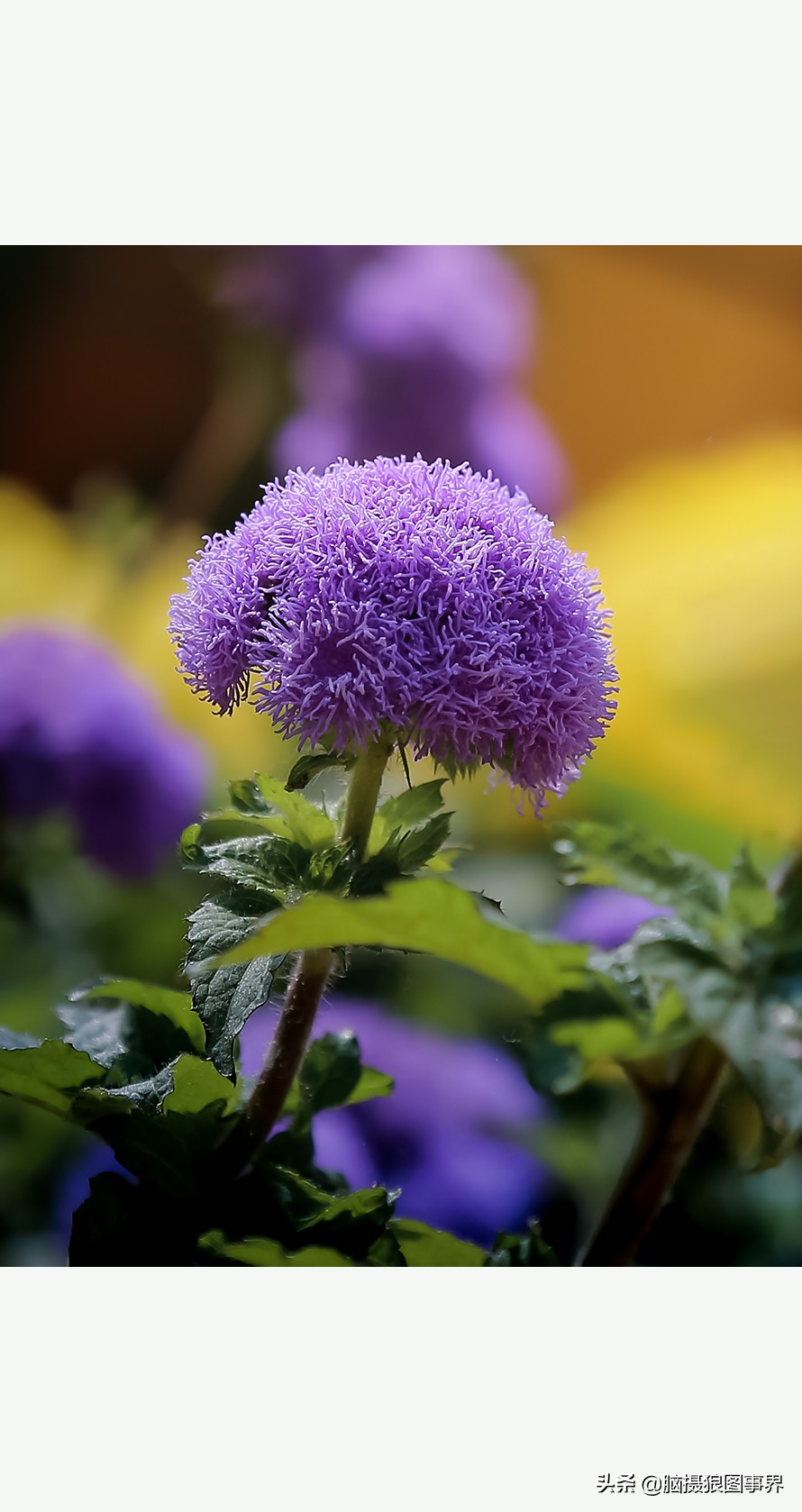 佳能24105红圈镜头测评,佳能24105红圈镜头价位