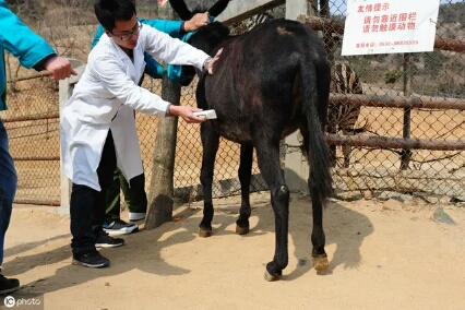 自繁自养肉驴，掌握其发情和配种妙招，提高肉驴繁殖效率并不难