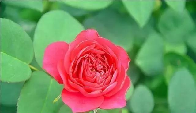 玫瑰有几种品种图片及名称,玫瑰品种分类名称及图片介绍