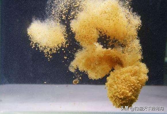 有水中清道夫之称的鱼类,有清道夫该怎么钓