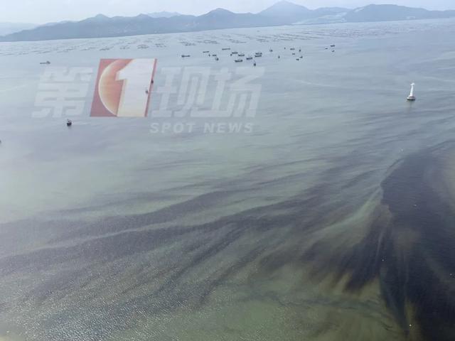 澳洲鹦鹉大规模死亡,澳大利亚大量鹦鹉离奇死亡