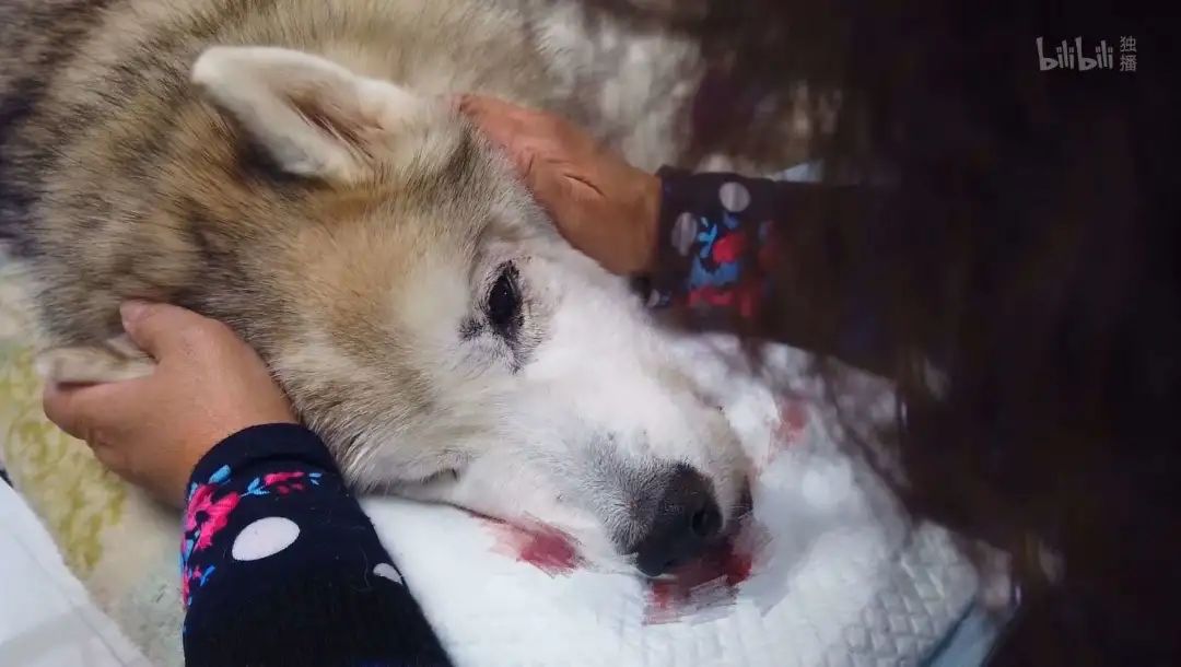 b站高分历史纪录片,2分钟一集的b站纪录片