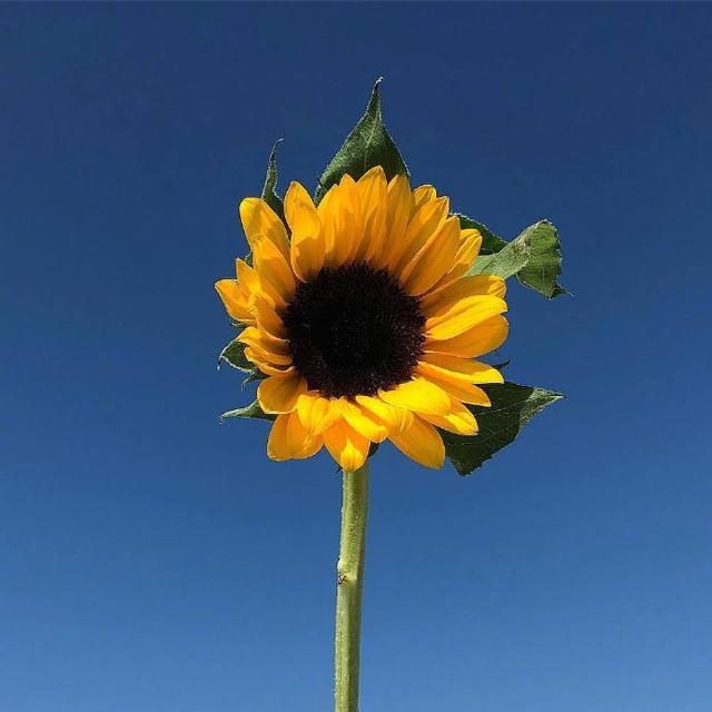 让人想点赞的朋友圈积极向上句子,积极向上的诗句唯美句子