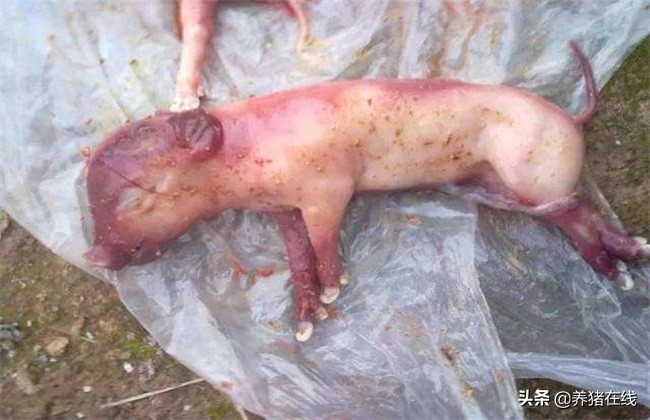 母猪产死胎是什么原因,从死胎颜色判断母猪原因