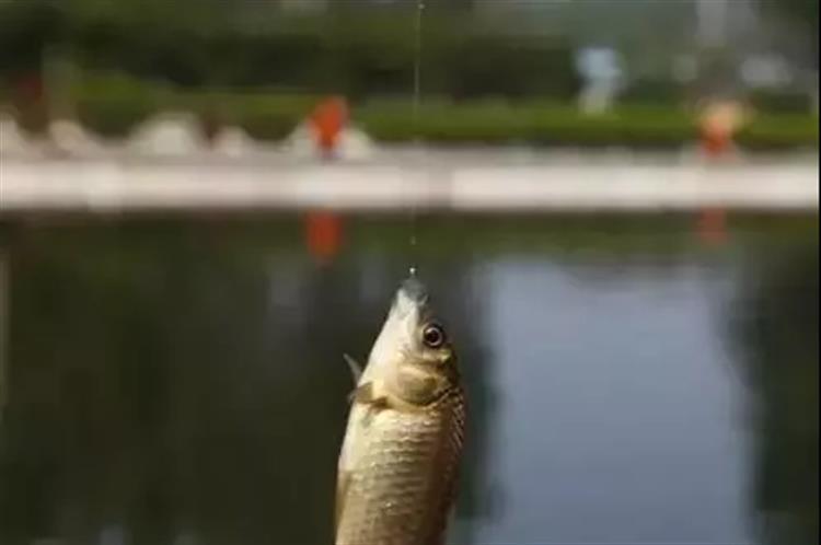 调3钓2出顿口不中鱼,调底钓高顶漂为什么不中鱼