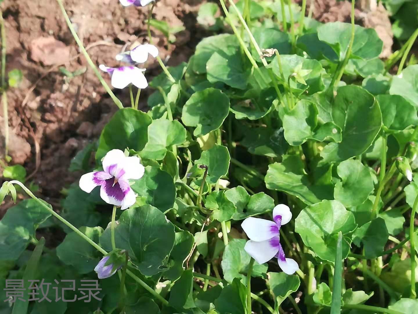 美丽的重庆南山植物园游玩记录,大足南山植物园有哪些植物