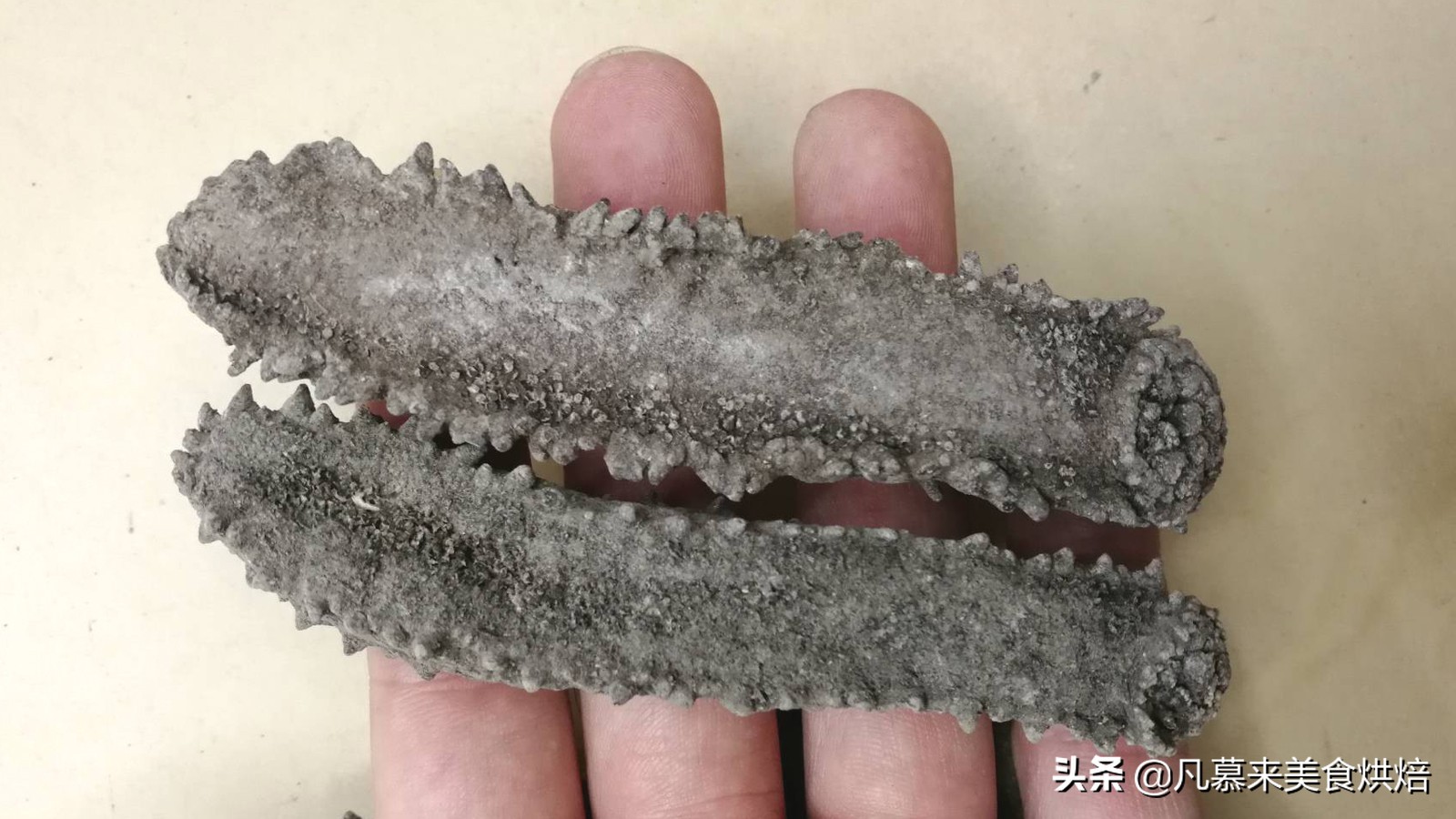 海参有多少种品种科普,海参品种齐全多种多样