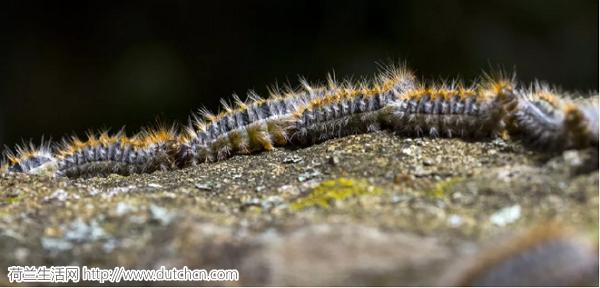 全球十大毒毛虫,毒毛虫的刺引起全身过敏