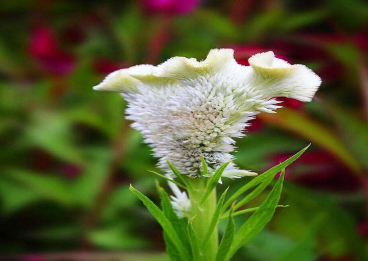 鸡冠花诗词赏析,鸡冠花的诗句及赏析