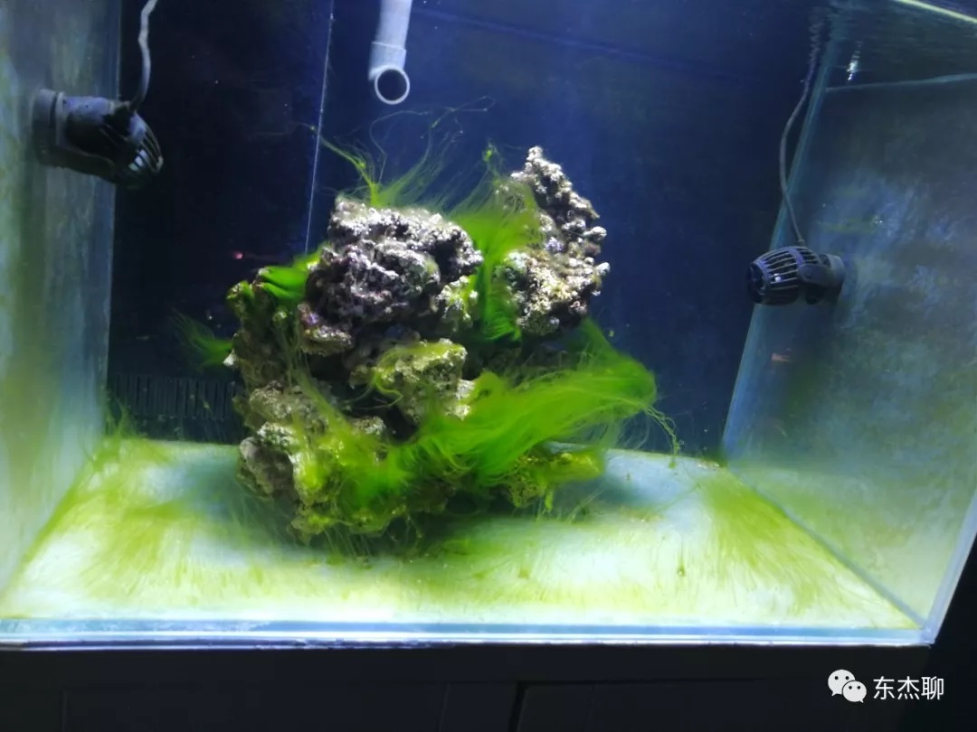 海缸刚开缸怎么饲养,海缸np双零珊瑚会白化吗