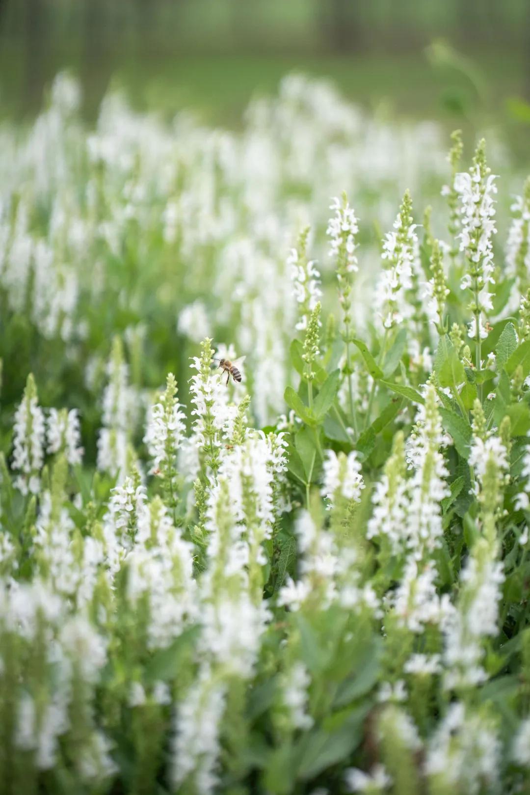 西安花海小森林,西安周边适合郊游野餐的地方