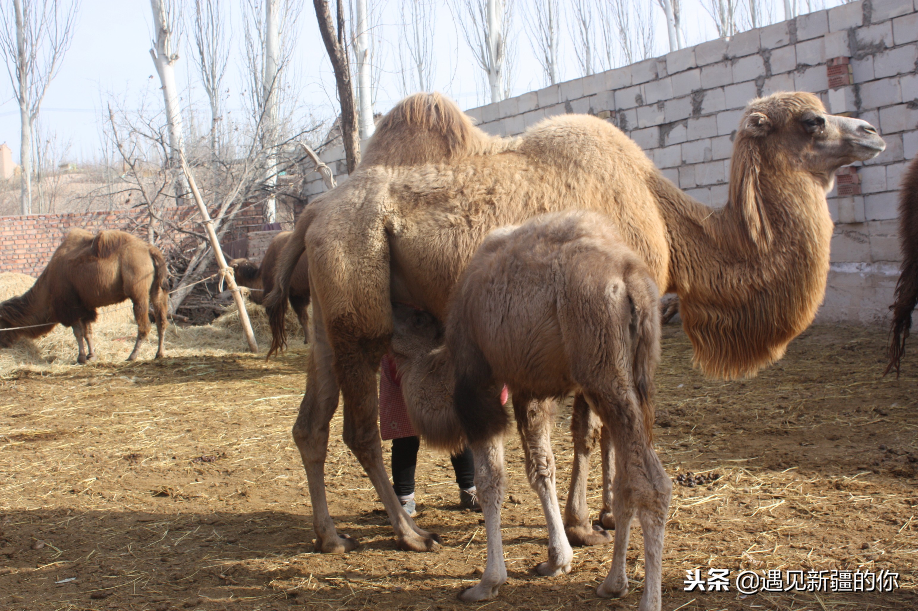 柯坪县的“沙漠之舟”真牛！大家喝了她的奶就知道啦