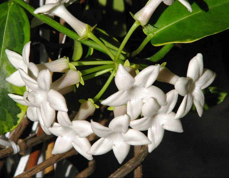 世界上最珍贵的十种玫瑰,西式婚礼用什么样鲜花