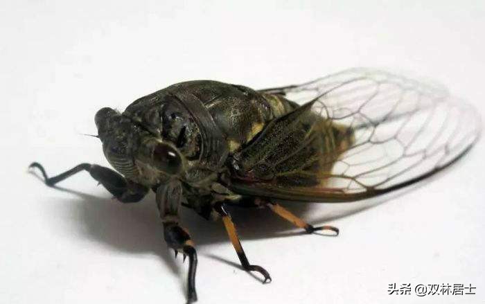 每日一诗词完整版,每日一诗古诗词