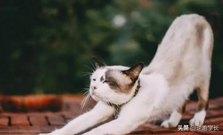 宠物斑点狗和血统斑点狗的区别,有斑点但不是斑点狗的狗有哪些