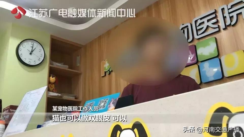 有人竟花1万给猫拉了双眼皮！网友炸锅：考虑过猫的感受吗？