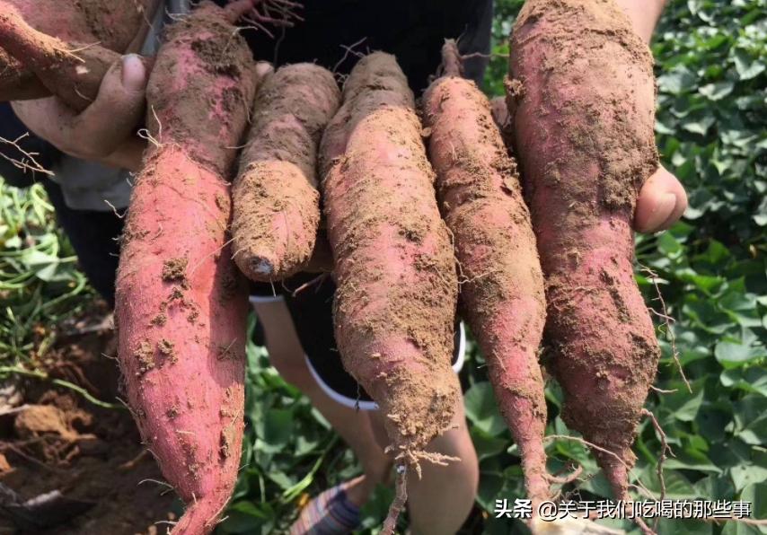 中国哪个地方产的红薯最好吃,红瑶红薯和玛丽莎红薯哪个品种好