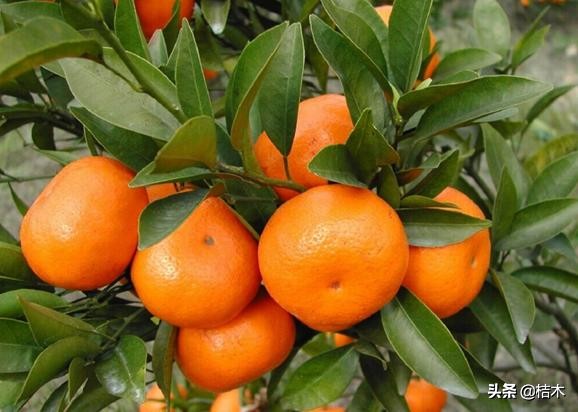 沙糖桔为何叫杀人橘,今年的砂糖橘为啥叫杀人橘