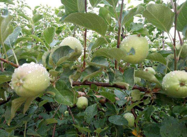 苹果小卷叶蛾怎么治疗,苹果小卷叶蛾的防治方法