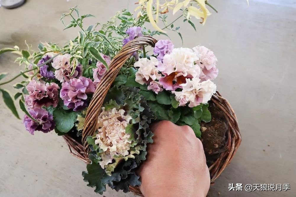 三色堇花卉盆栽,四季开花盆栽三色堇