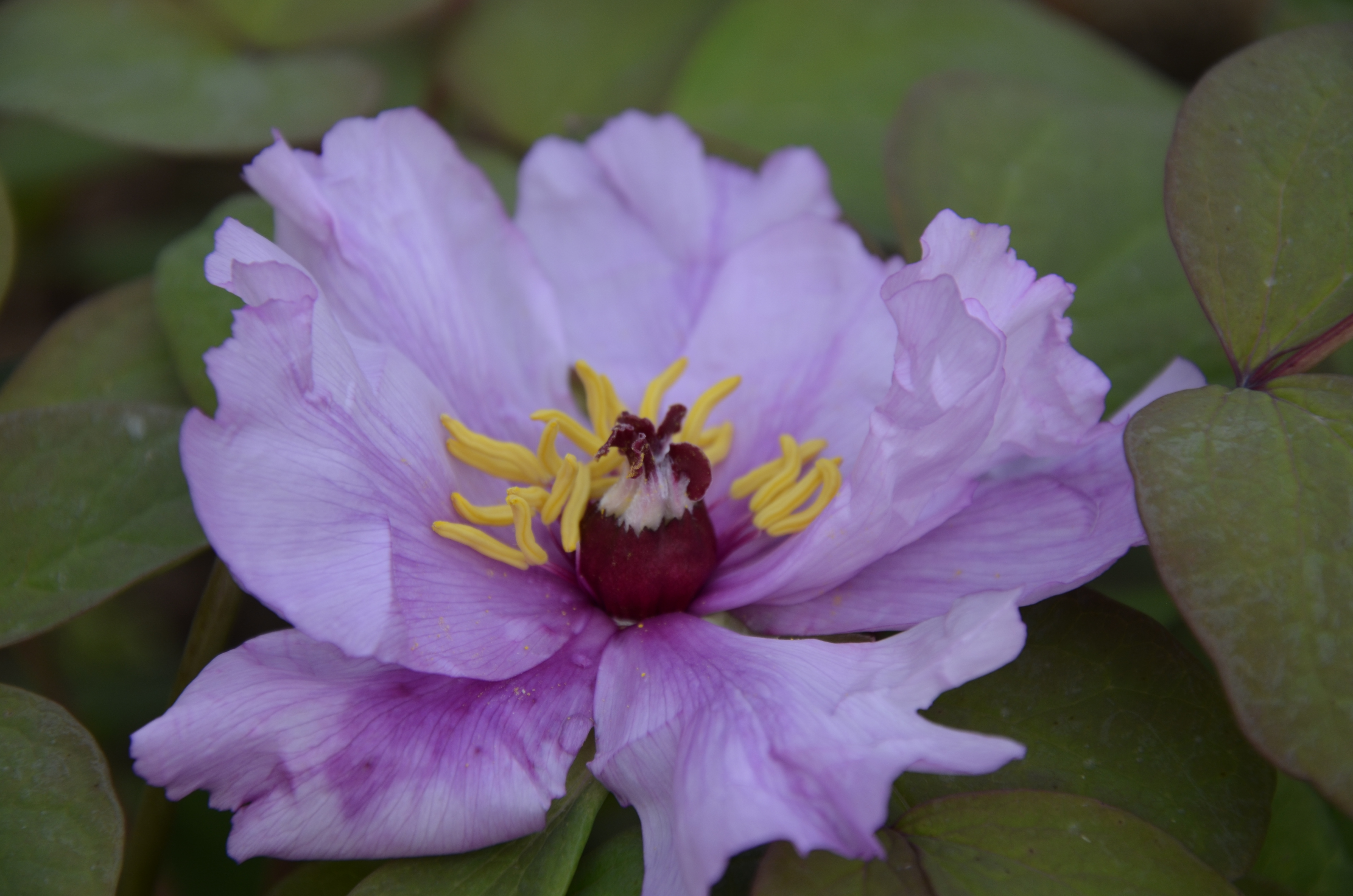 牡丹，熟悉而陌生——“花王”的前世今生，带你重新认识牡丹