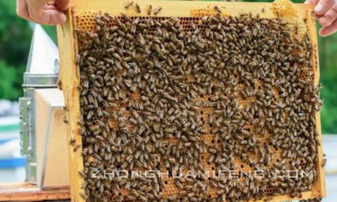 蜜蜂养殖技术指导方案最新版,蜜蜂养殖技术及教程
