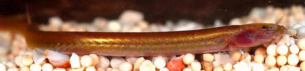 野生泥鳅品种图片大全大图,最大的泥鳅图片大全