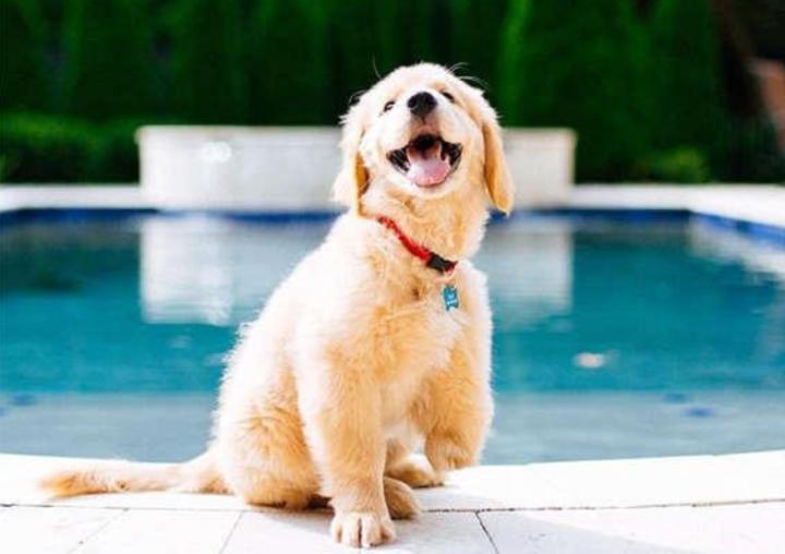 金毛幼犬吃什么补钙效果最好,金毛幼犬吃什么牌子钙最好