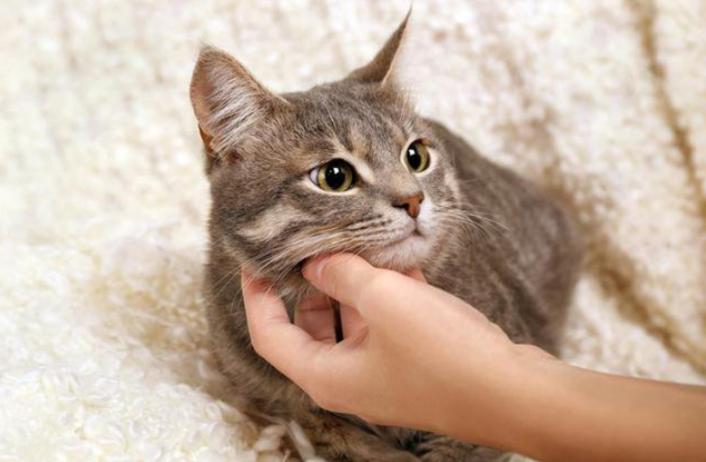 猫咪打441怎么才能不反抗,猫咪不喜欢主人亲近但是不反抗