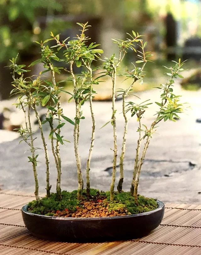 看石榴盆景的造型和制作技术,石榴盆景速成方法图片