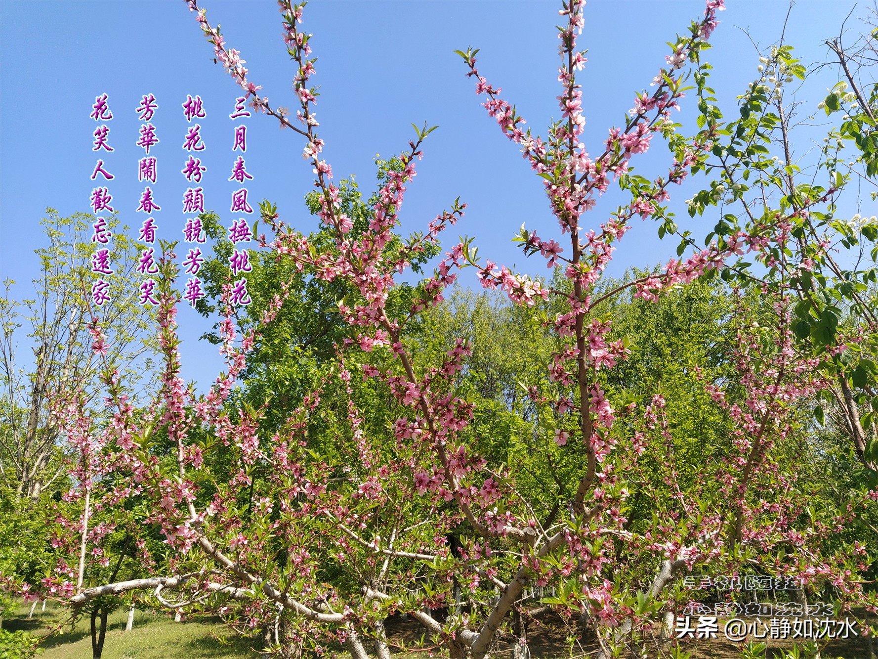 绿叶知花意，春花晓风情