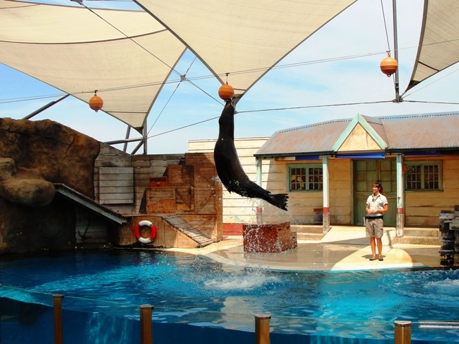 悉尼塔龙加动物园游玩攻略,悉尼塔龙嘉动物园游记