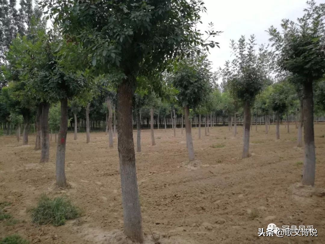 山东冠县精品苗木基地,冠县种植基地