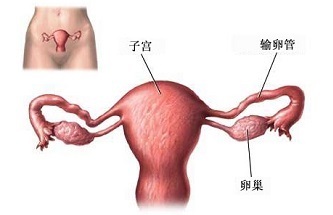 输卵管姐妹：主人，你为什么不要人家了？