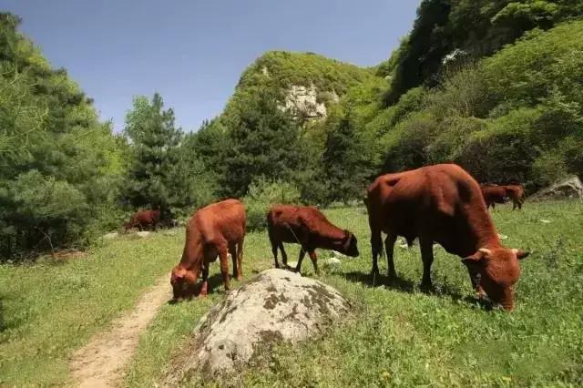 陕西小九寨，十里画廊，天然氧吧--华阴金岩沟