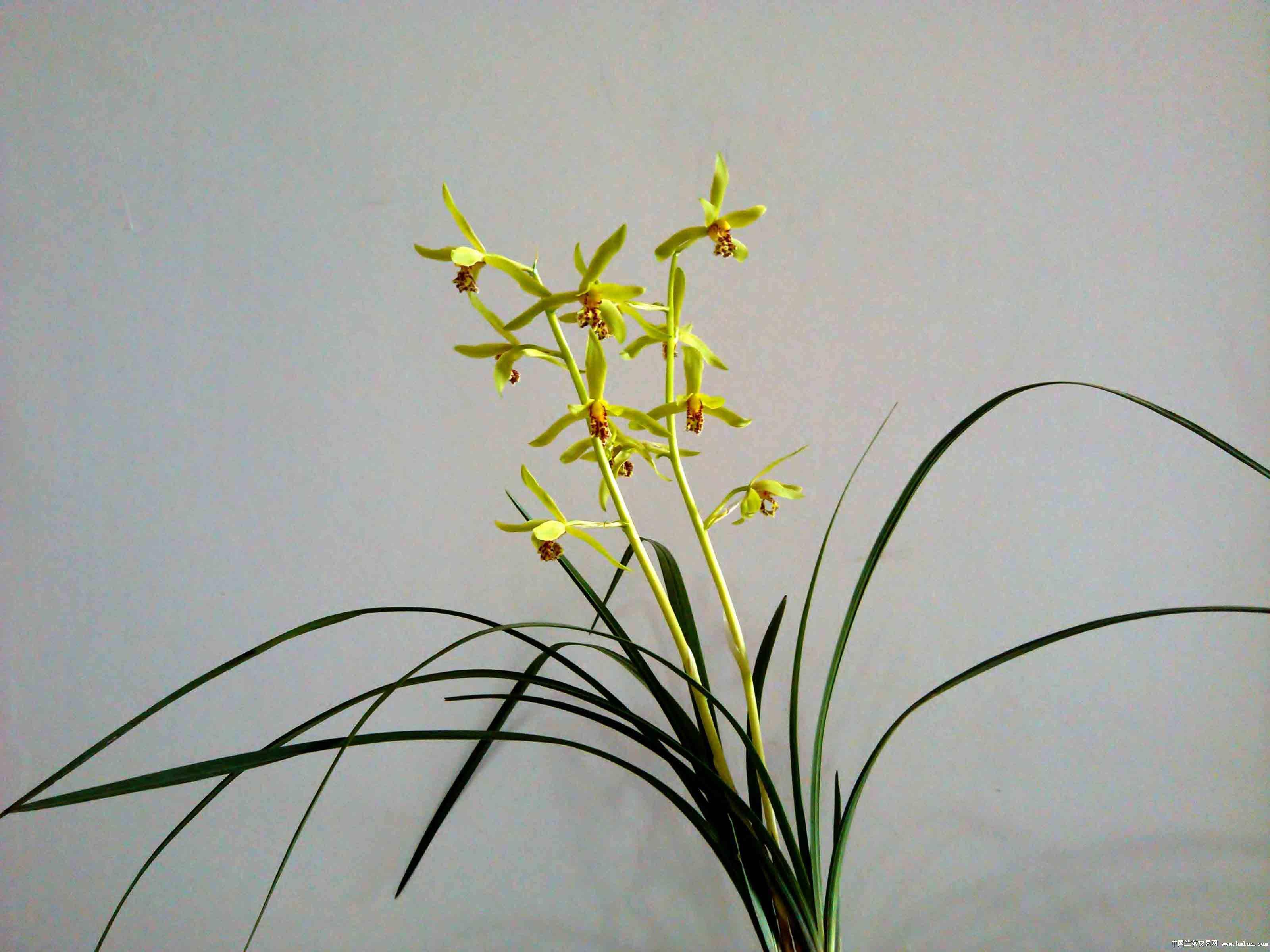 蕙兰怎么挽救最好,大花蕙兰买回第二年怎么养开花