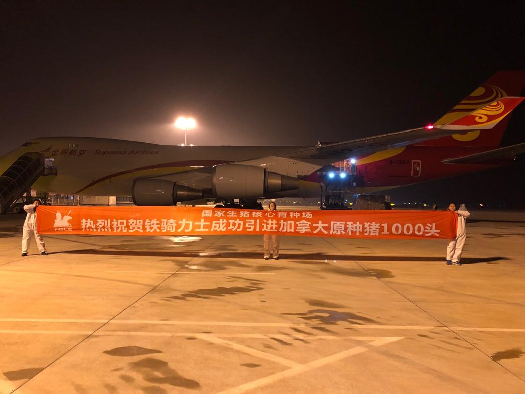 三元母猪怎么配出来的,三元母猪配什么猪精最好