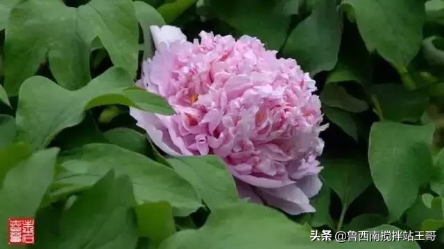 牡丹十大品种九大花系,牡丹进口品种图片及名称