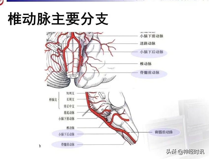 脑动脉解剖学讲解,基底节区脑血管解剖