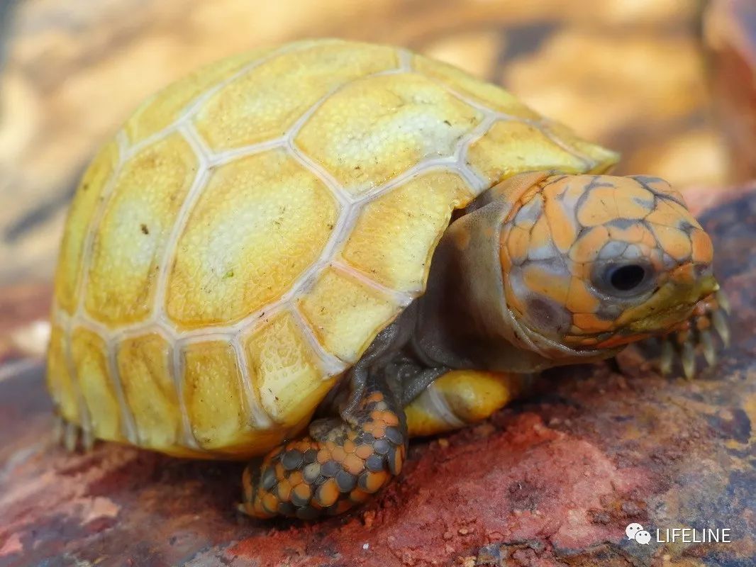 红腿陆龟怎么养活,新手养红腿陆龟准备什么