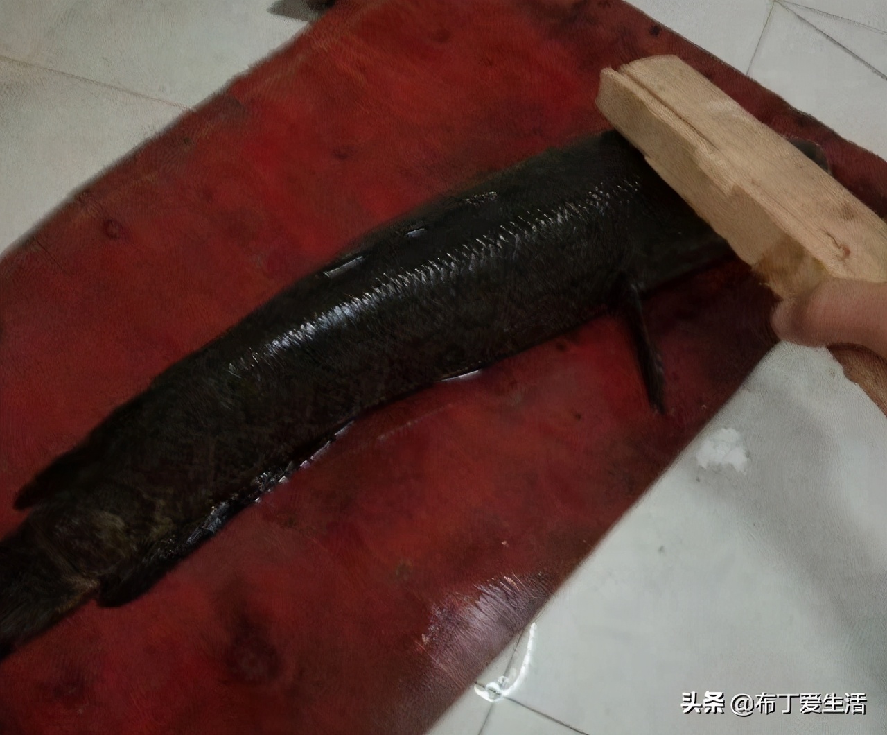 黑鱼如何切片教程,黑鱼怎样切片视频教程