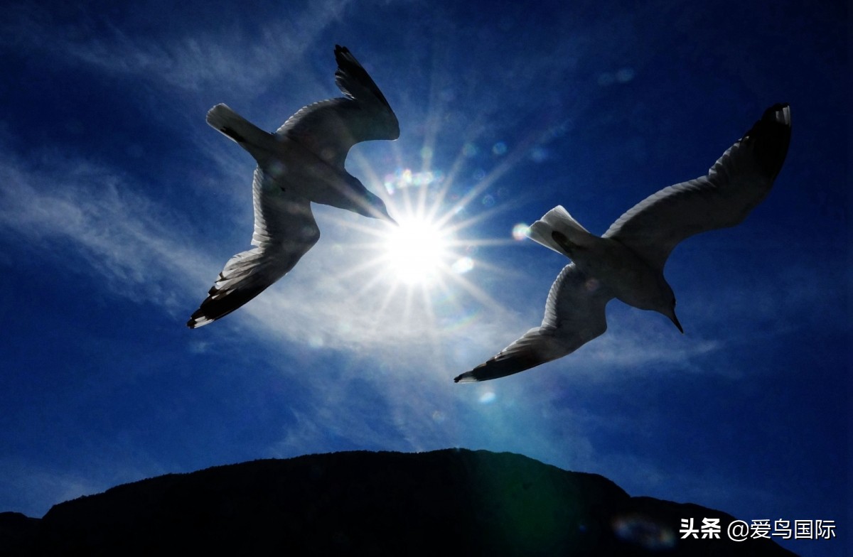 观鸟大年,观鸟作品100幅