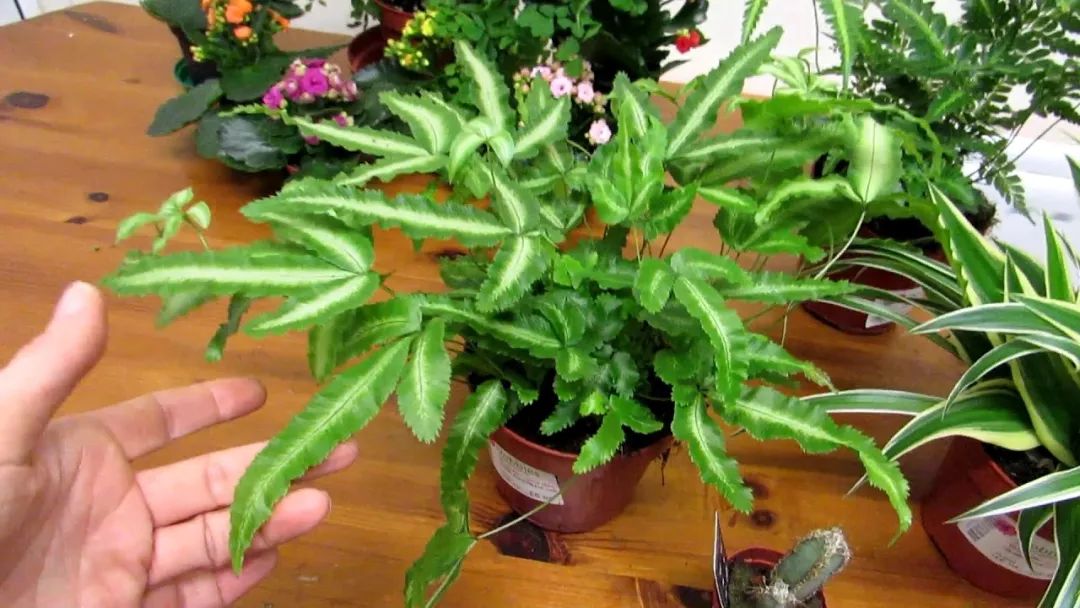 养护蕨类植物用什么土,室内观叶蕨类怎么养活