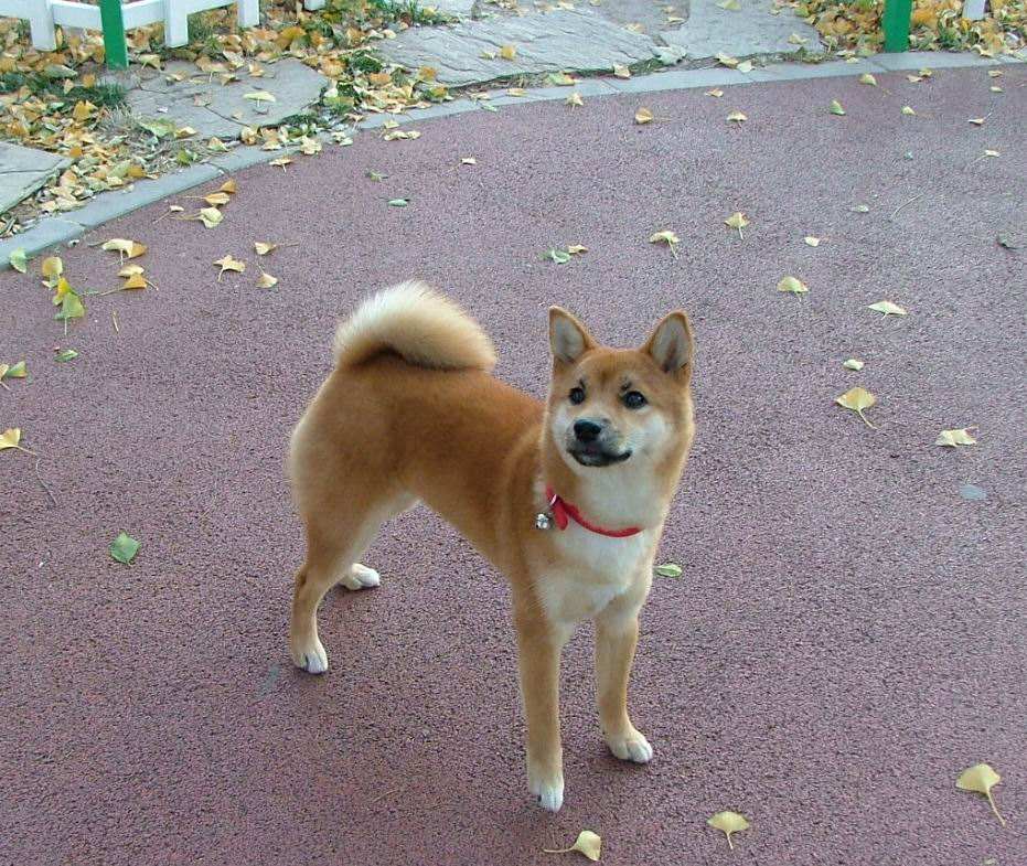 狗狗为什么养不胖,铲屎官必知的6个狗狗喂养好习惯