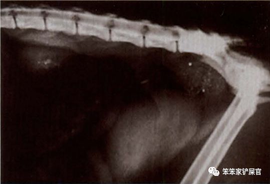 无尾猫为什么是观赏性的猫,无尾猫是天生没尾巴吗